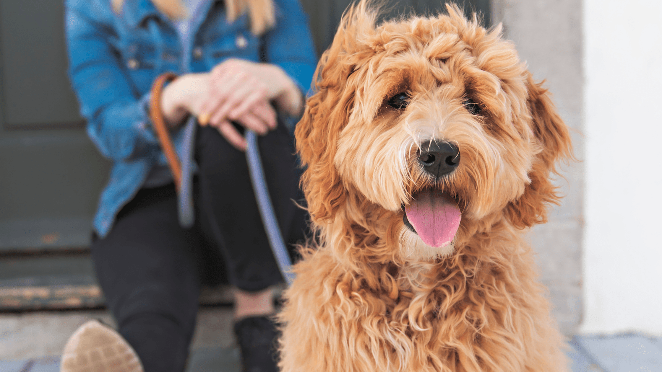 Dog brush top for labradoodle