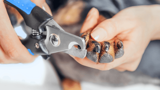 HOW TO CUT AN UNCOOPERATIVE DOG'S NAILS - Freshly Bailey