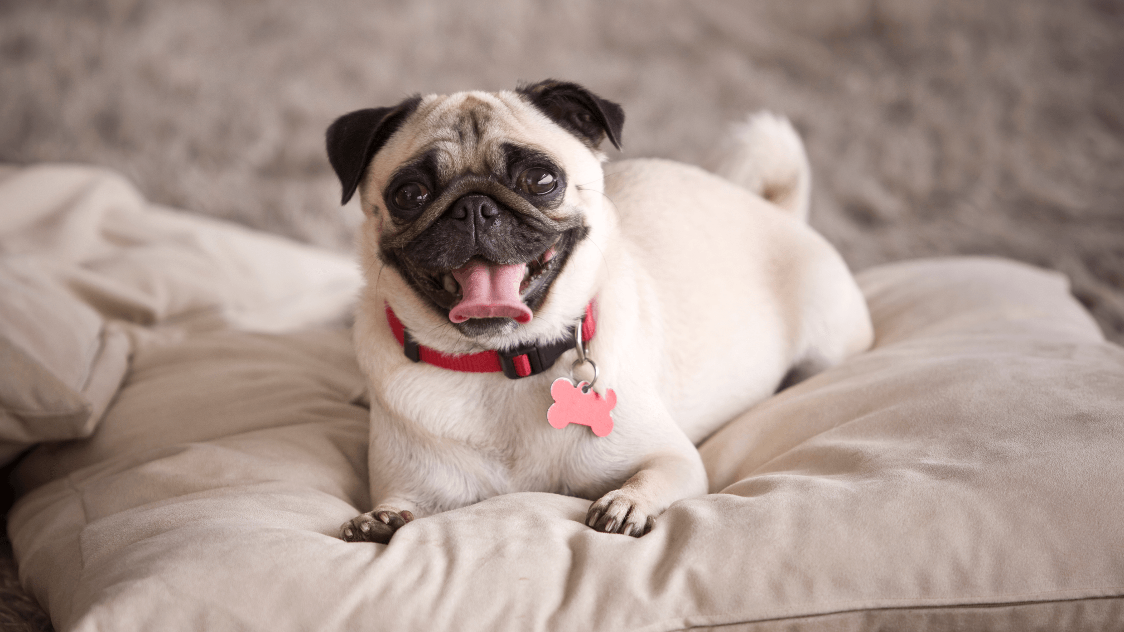 Dog brush top for pugs