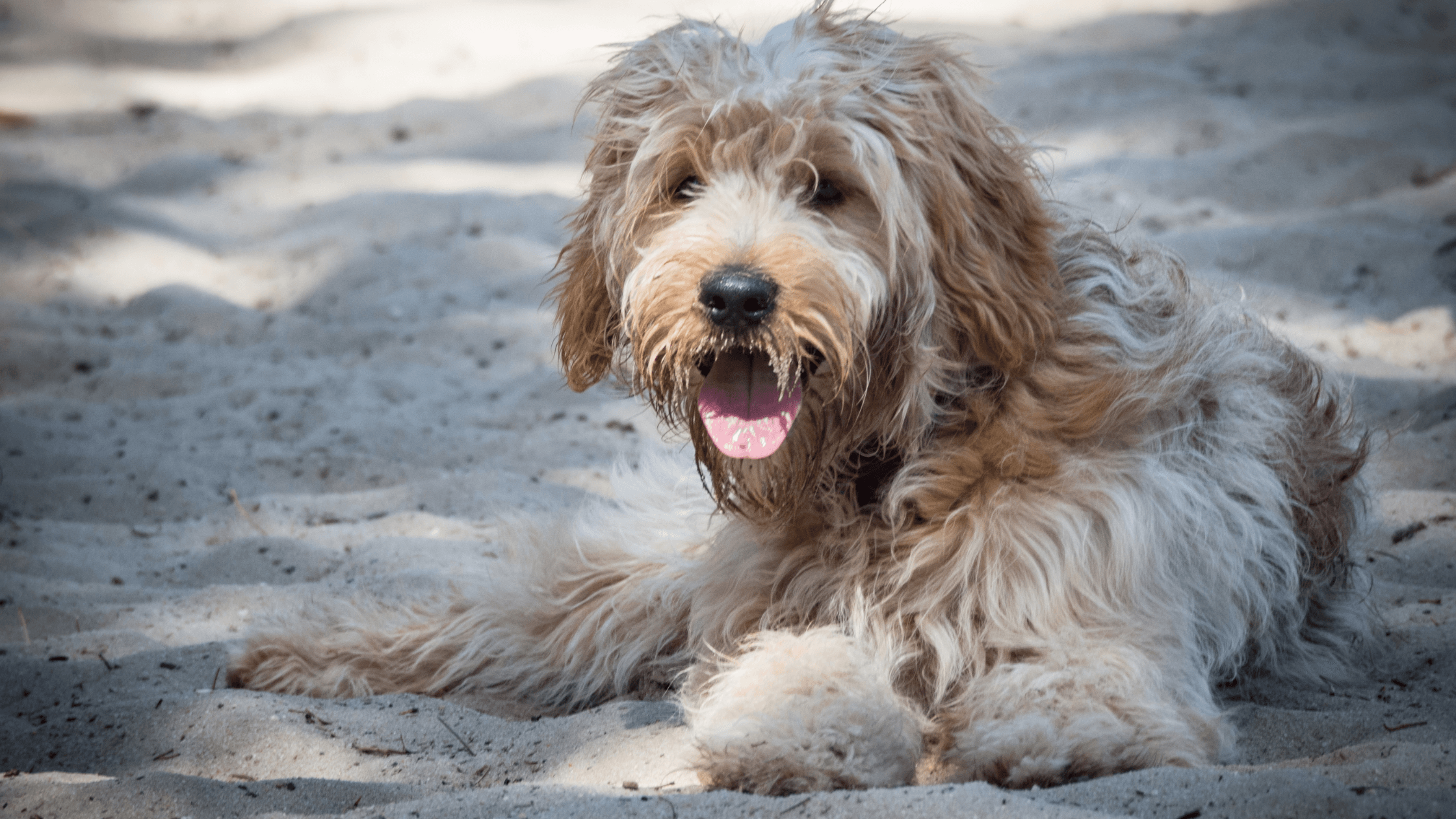 5 Best Grooming Tools For De Matting Your Dog Freshly Bailey