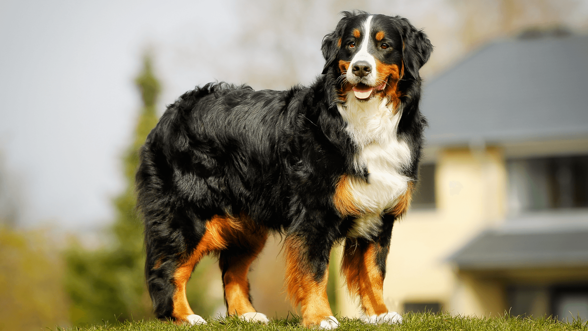 Brush for 2025 bernese mountain dog