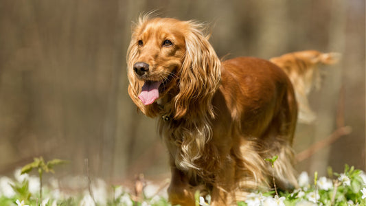 The 3 Best Brushes for Your Cocker Spaniel