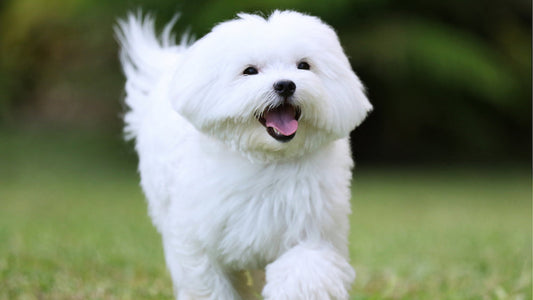 The 3 Best Dog Brushes for a Maltese