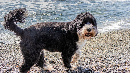 The 3 Best Dog Brushes for Portuguese Water Dogs (Porties)