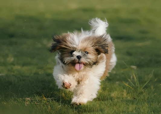 The 3 Best Brushes for Your Shih Tzu