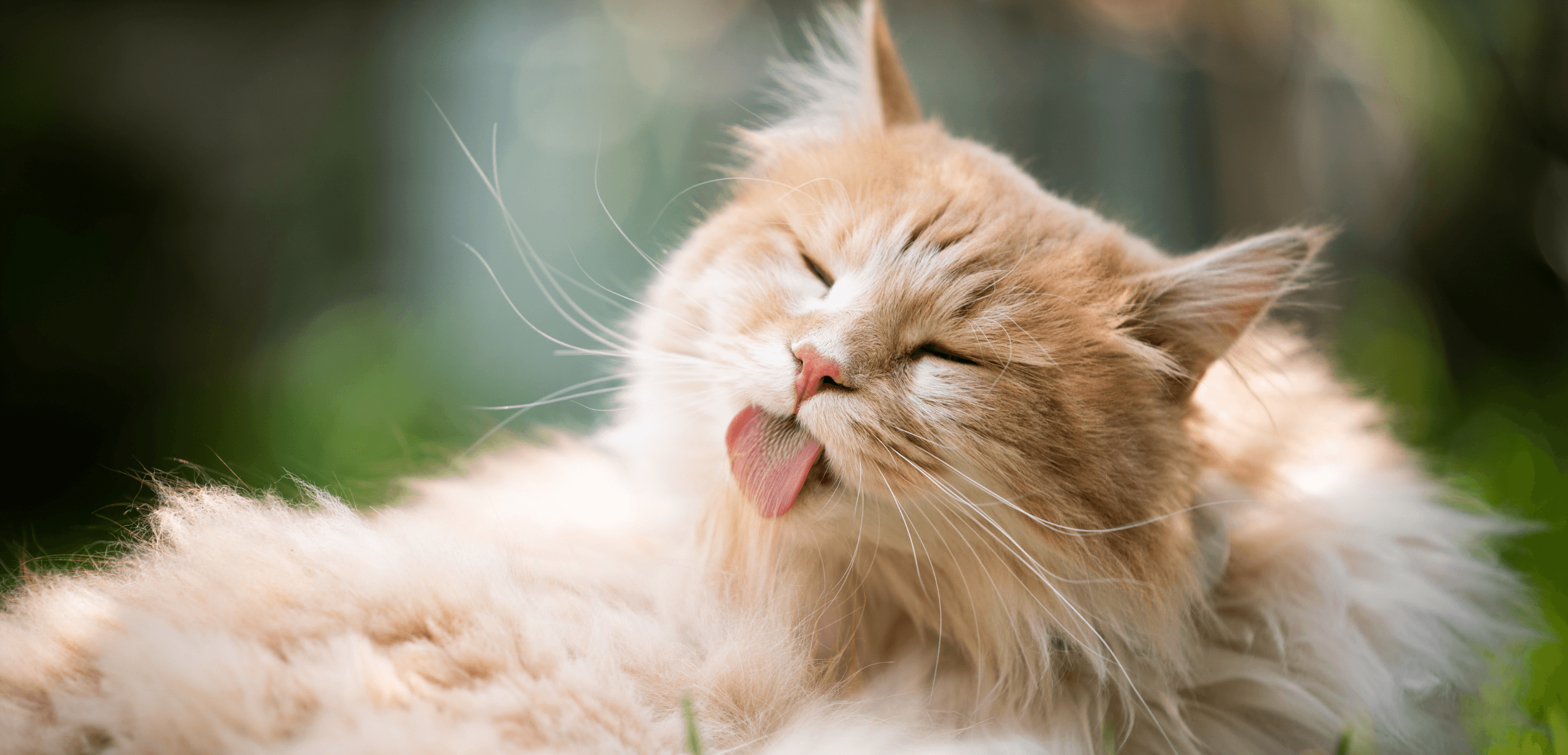 Best cat grooming tools for online matted fur