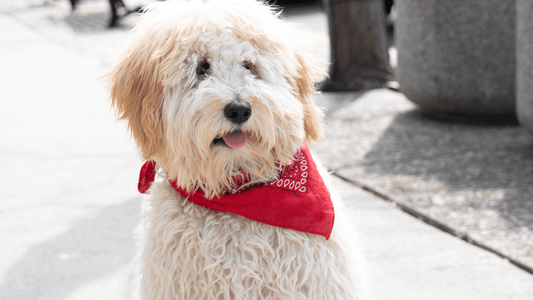 5 Best Grooming Tools For De Matting Your Dog - Freshly Bailey