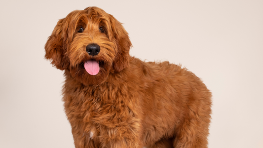 Best Slicker Brush for Goldendoodles – Why Freshly Bailey Is All You Need