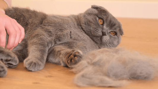 Dealing with Cat Moulting: A Simple Guide and the Top 3 Brushes to Help - Freshly Bailey