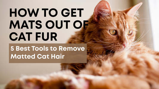 How to Get Mats out of Cat Fur
