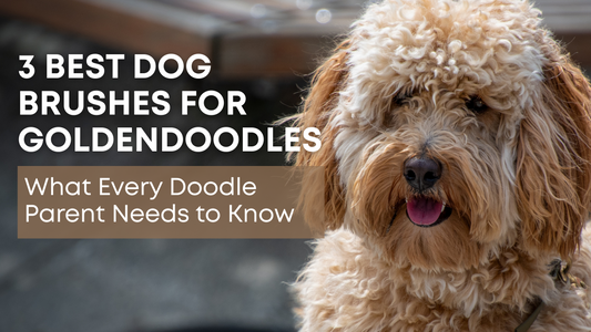 3 Best Brushes for Goldendoodles - Must Have Grooming Tools