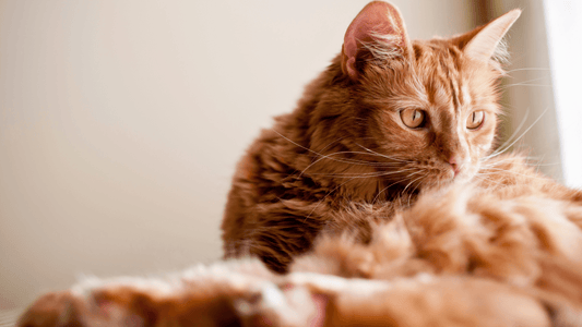 The Best Dematting Tool & Comb For Cats - A Comprehensive Guide - Freshly Bailey