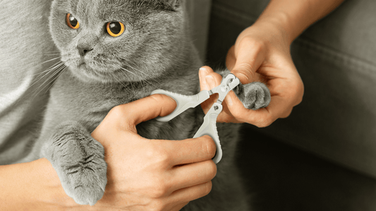 How to Cut Your Cat's Nails: A Simple Guide