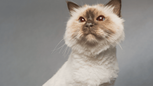 How to Shave a Matted Cat: A Complete Guide
