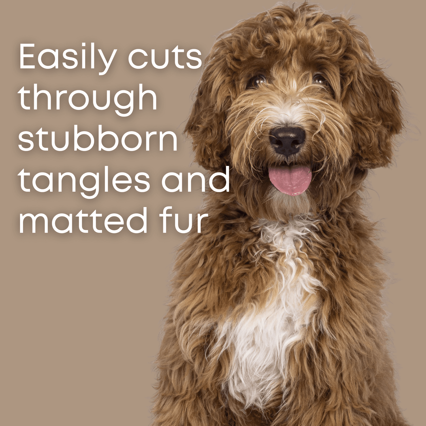 grooming a golden doodle with dematting comb for dogs