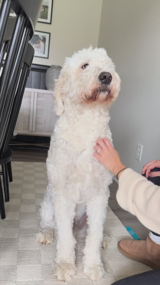 slicker brush for goldendoodle