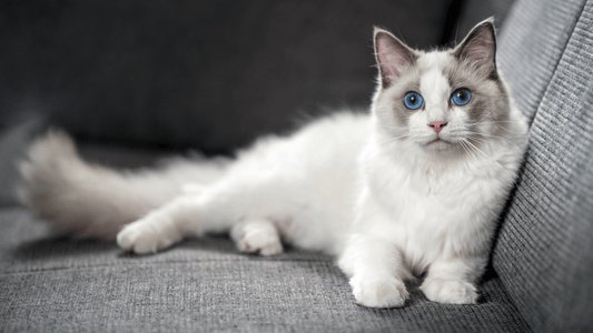 3 Best Cat Brushes For Ragdoll Cats - Freshly Bailey