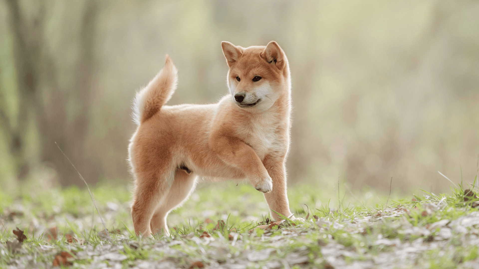 Shiba on sale inu brush