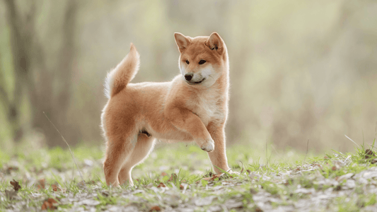 TOP 3 BRUSHES EVERY SHIBA INU OWNER SHOULD HAVE - Freshly Bailey