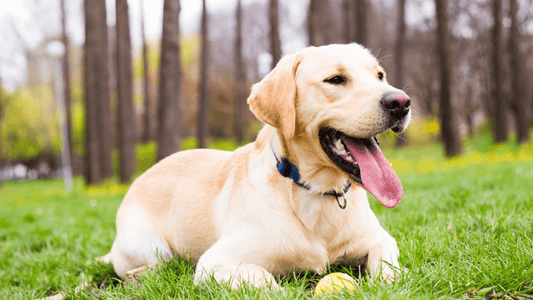 Top 3 Dog Brushes For Labradors - Freshly Bailey