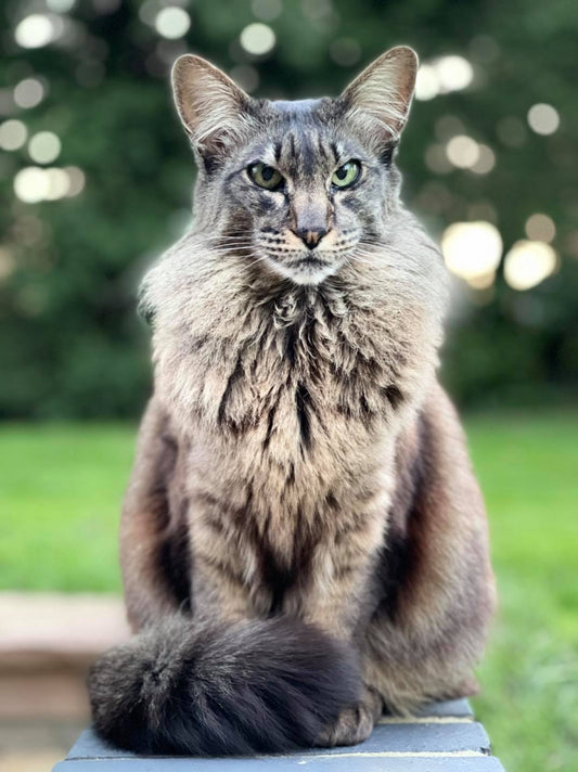 Best Brushes for Oriental Longhair Cats