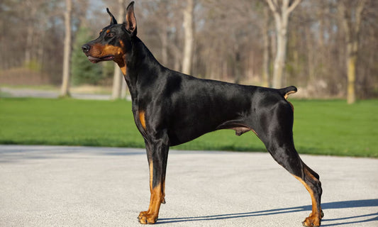 3 Best Brushes for Doberman Pinschers (Complete Grooming Guide)