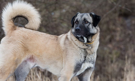 3 Best Brushes for Anatolian Dogs: The Complete Grooming Guide