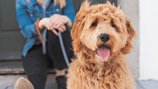 Top 3 Dog Brushes For Labradoodles - Freshly Bailey