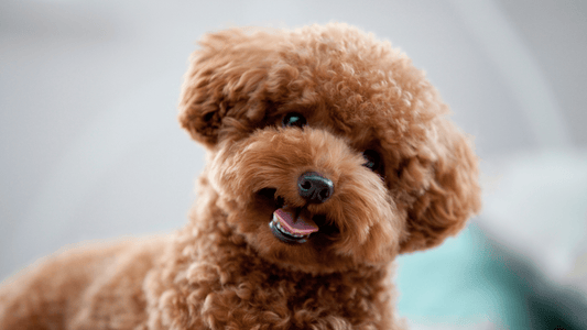 3 Best Dog Brushes for Poodles - Freshly Bailey