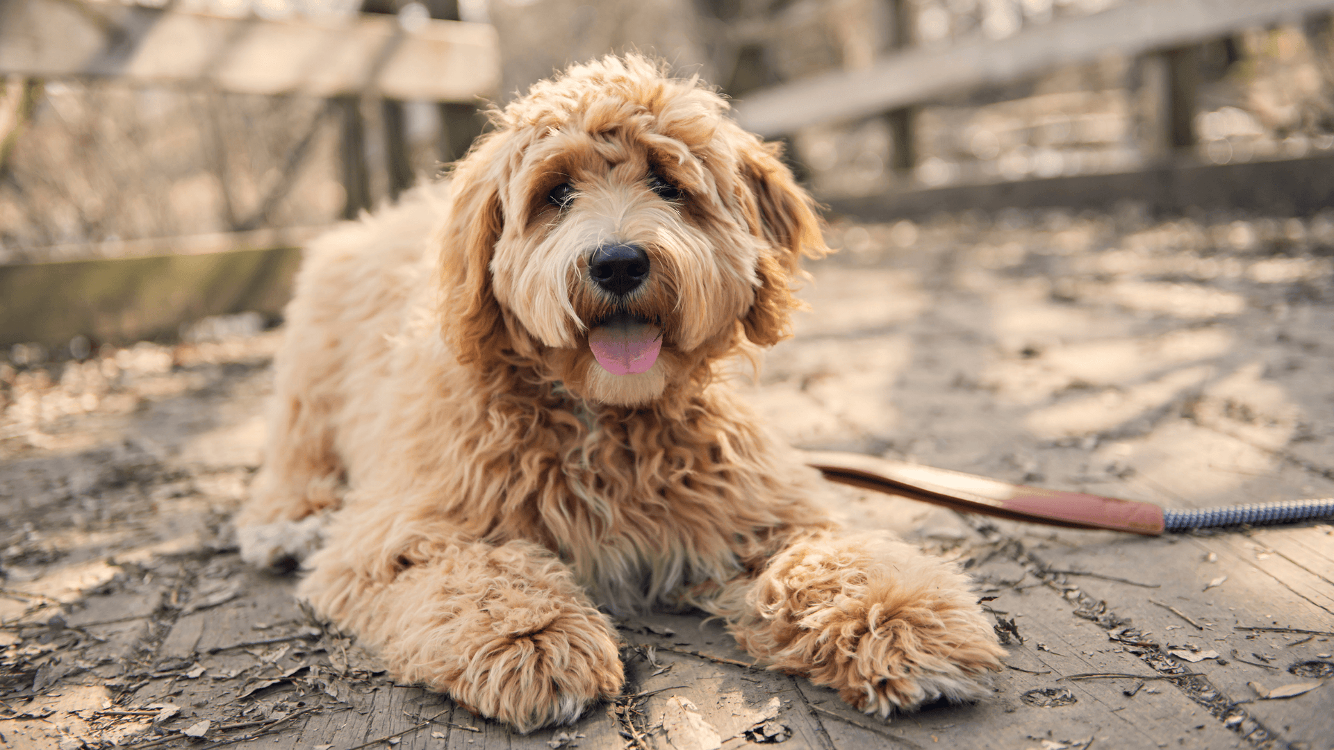 Best on sale brush goldendoodle