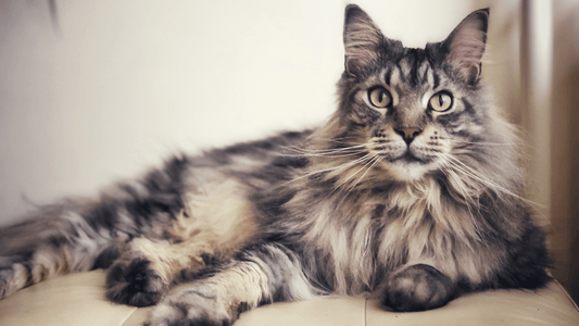 3 Best Cat Brushes & Combs For Maine Coons - Freshly Bailey