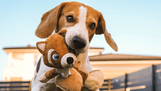 3 Best Dog Brushes For Beagles - Freshly Bailey