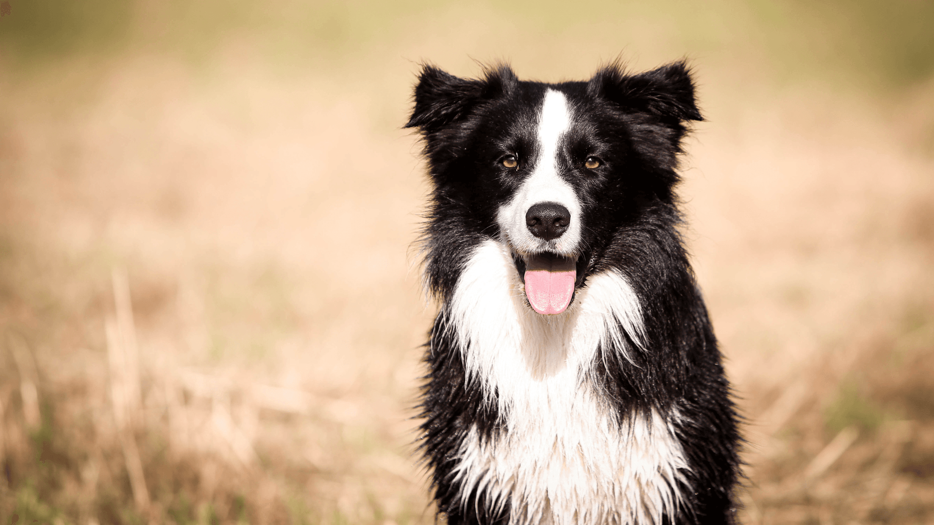 Border collie matted clearance fur