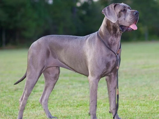 3 Best Brushes for Great Danes (Complete Grooming Guide)