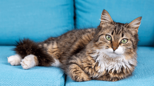 Top 3 Cat Brushes For Long Hair Cats - Freshly Bailey