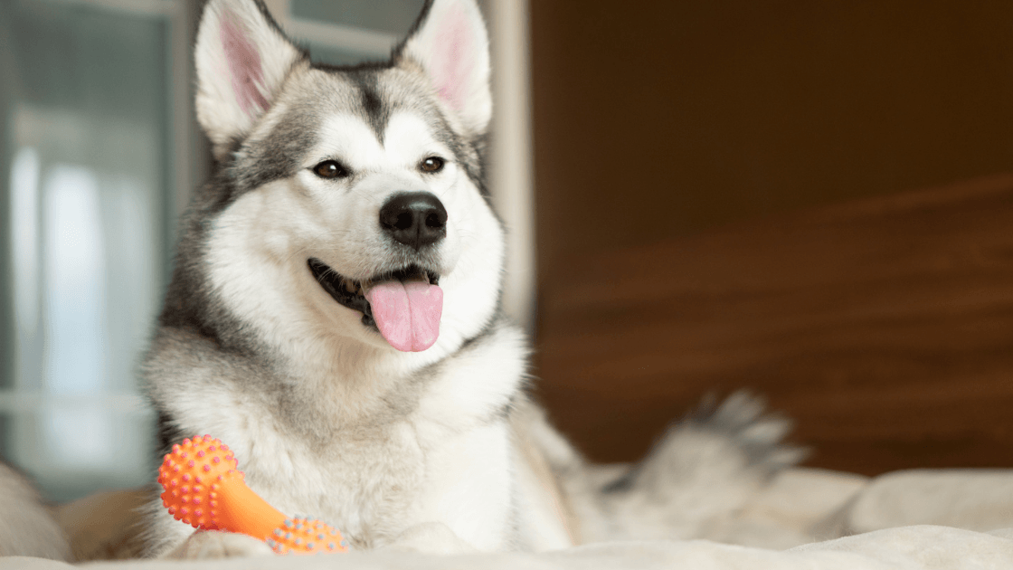 Best brush outlet for husky puppy