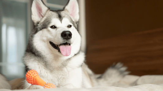 Top 3 Dog Brushes For Huskies - Freshly Bailey