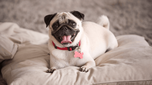 3 Best Dog Brushes For Pugs - Freshly Bailey