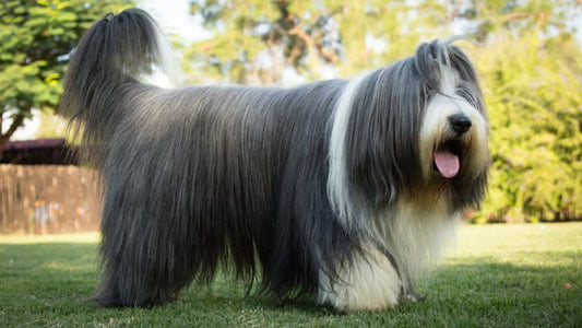 3 Best Brushes for Bearded Collie Dogs (And How to Groom Their Long Coats at Home)
