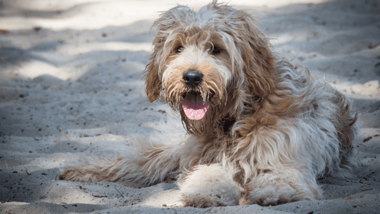 5 Best Grooming Tools For De Matting Your Dog - Freshly Bailey