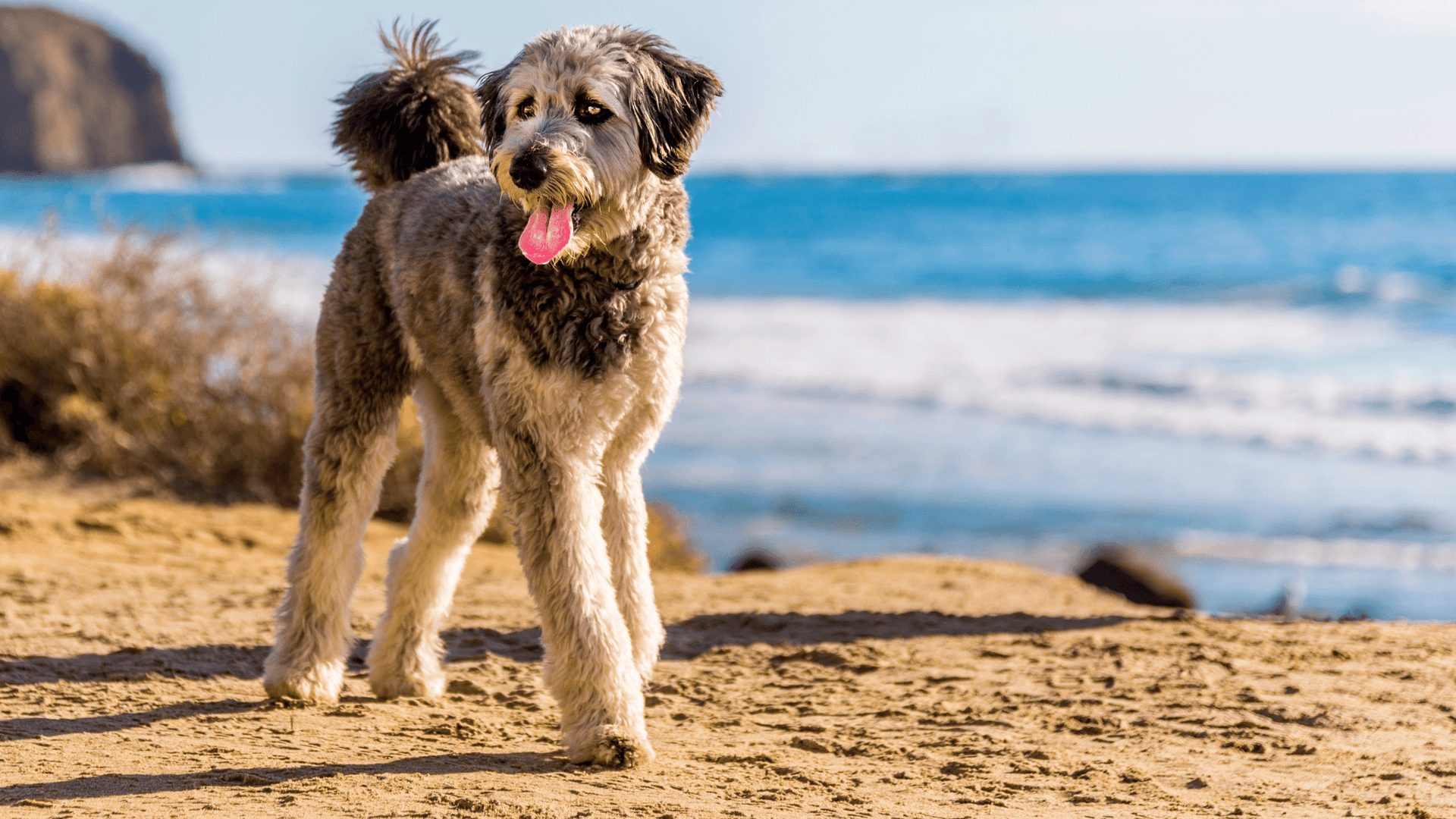 Best brush best sale for aussiedoodle