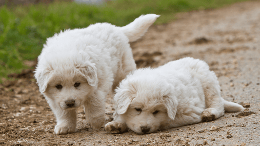 Top 3 Dog Brushes For A Great Pyrenees - Freshly Bailey