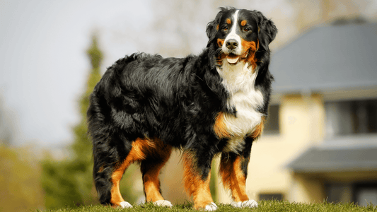 TOP 3 BRUSHES FOR BERNESE MOUNTAIN DOGS - Freshly Bailey