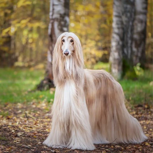3 Best Dog Brushes for Afghan Hounds (And How to Keep That Coat Mat-Free)