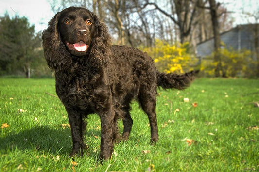 3 Best Brushes for American Water Spaniel Dogs: The Complete Grooming Guide