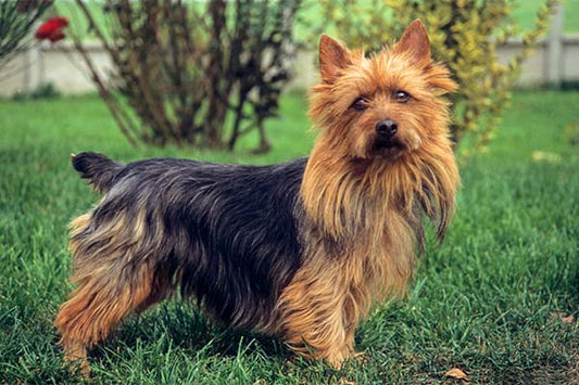 3 Best Brushes for Australian Terrier Dogs: The Complete Grooming Guide