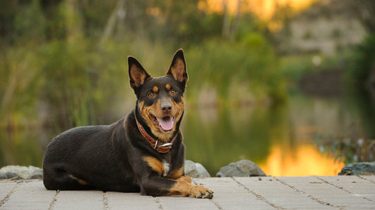 3 Best Brushes for Australian Kelpies: The Complete Grooming Guide