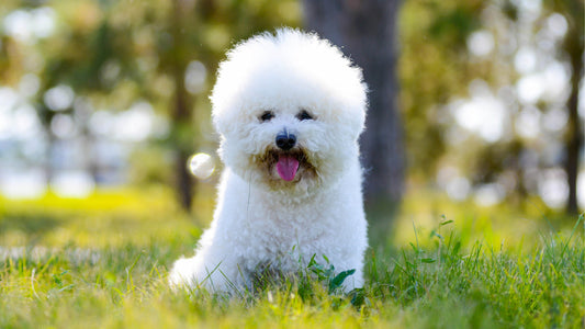 The 3 Best Dog Brushes for Your Bichon Frise