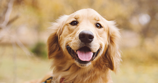 Slicker Brush for Golden Retriever – Why Freshly Bailey’s Grooming Tools Are a Must-Have