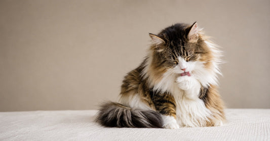 Best Remedies for Cat Hairballs